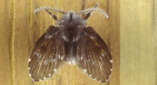 insect image