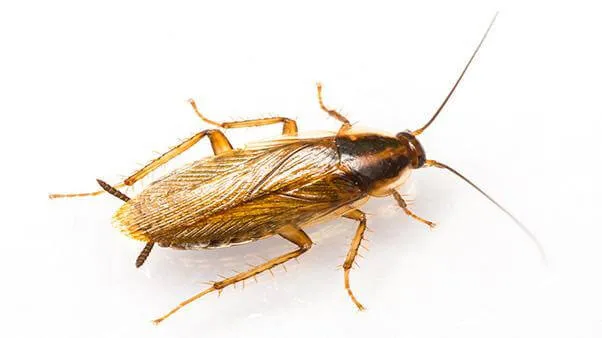 insect image