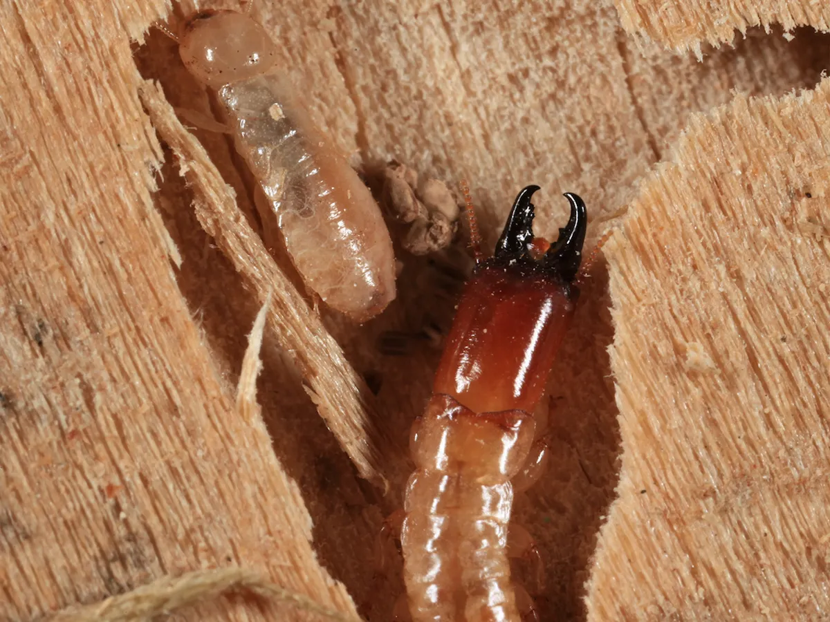 insect image